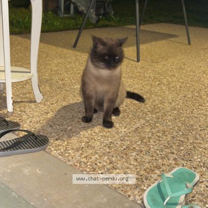 Photo 1/1 Found cat Found in Barjouville