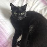 Picture of cat lost at Guipavas