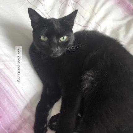 Photo 1/1 Shadow Chat lost in Guipavas