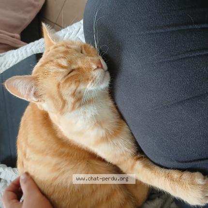 Photo 1/2 Simba Chat lost in Lespinasse