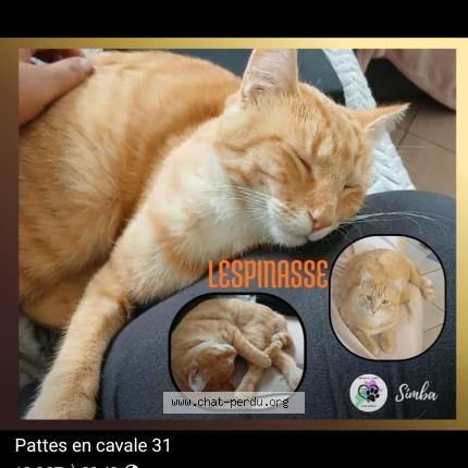 Photo 2/2 Simba Chat lost in Lespinasse