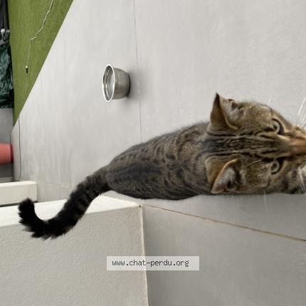 Photo 1/1 Found cat Found in Meyzieu