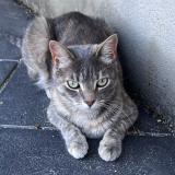 Picture of cat lost at St Savournin