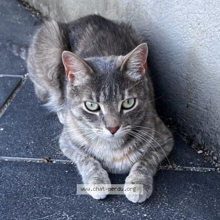 Photo 1/1 Pix Chat lost in St savournin