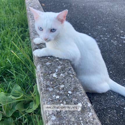 Photo 1/1 Shelby Chat lost in Habsheim