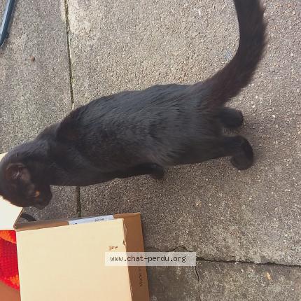 Photo 1/1 Found cat Found in Forbach