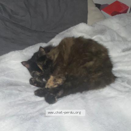 Photo 1/1 Youkounkoun Chat lost in Brech