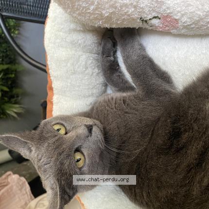 Photo 1/1 Tokyo Chat lost in Montpellier