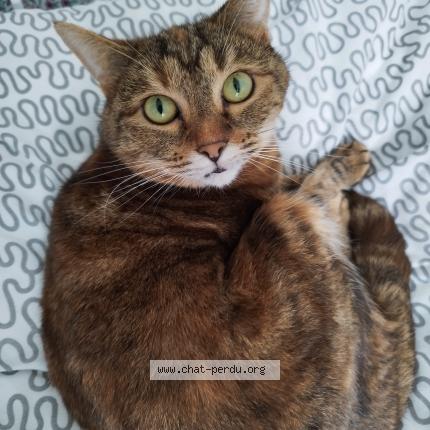 Photo 1/1 Paillette Chat lost in Anglet