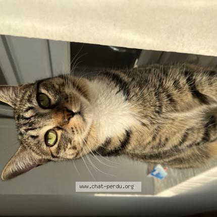 Photo 1/1 Naha Chat lost in Bidart