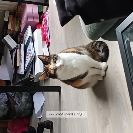 Photo 1/1 Nikka Chat lost in Ixelles