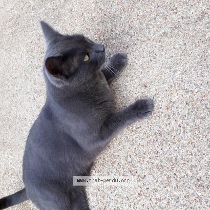 Photo 1/1 EBENE Chat lost in La ferriere