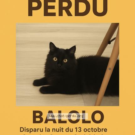 Photo 1/1 Balolo Chat lost in Agen