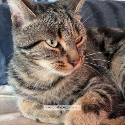 Photo 1/1 Pouplard Chat lost in Saint martin de mailloc