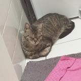 Picture of cat lost at Saint Peray