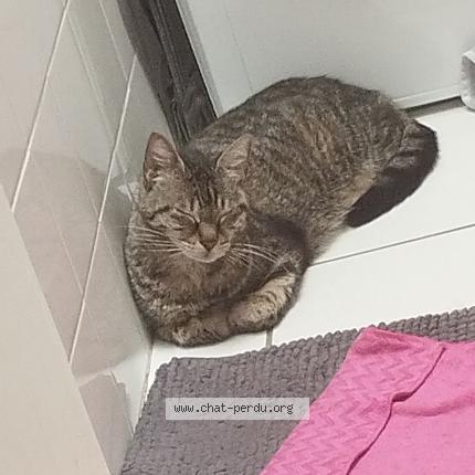 Photo 1/1 Titus Chat lost in Saint peray