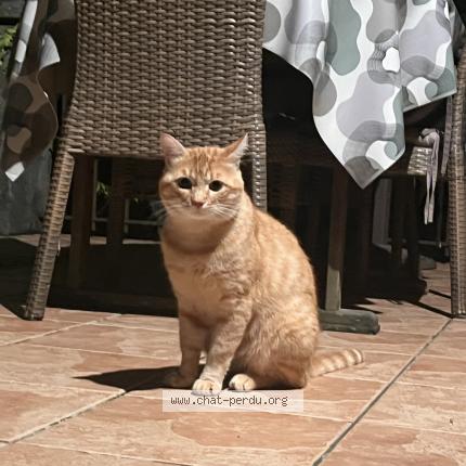 Photo 1/1 Mowgli Chat lost in Seynod