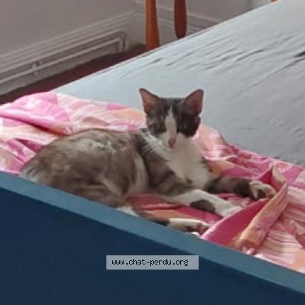 Photo 1/1 Crytale Chat lost in Lens