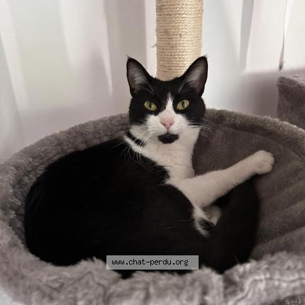 Photo 1/1 Nayah Chat lost in Evian les bains