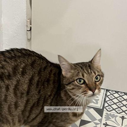 Photo 1/1 TILOU Chat lost in Nantes