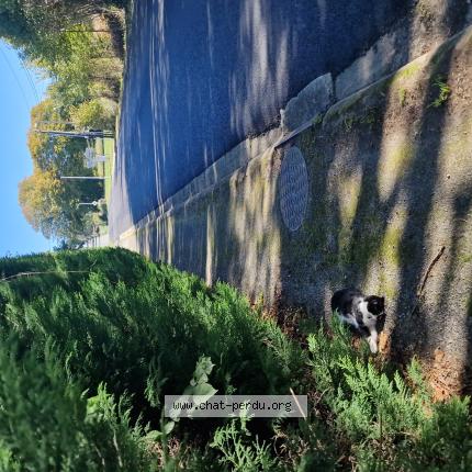 Photo 1/1 Found cat Found in Masleon