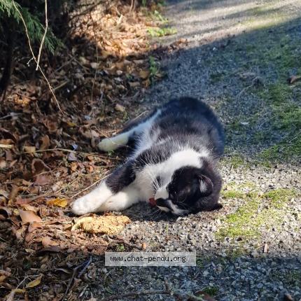 Photo 2/2 Found cat Found in Masleon