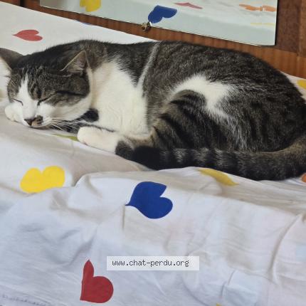 Photo 1/1 Alex Chat lost in Toullon