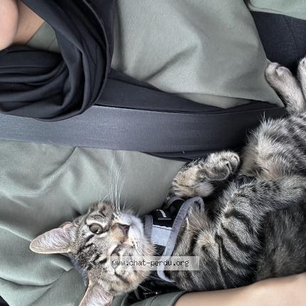 Photo 1/1 Simba Chat lost in Amiens