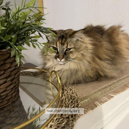 Photo 1/1 Fleur Chat lost in Toulon