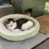 Picture of cat found at Belfort