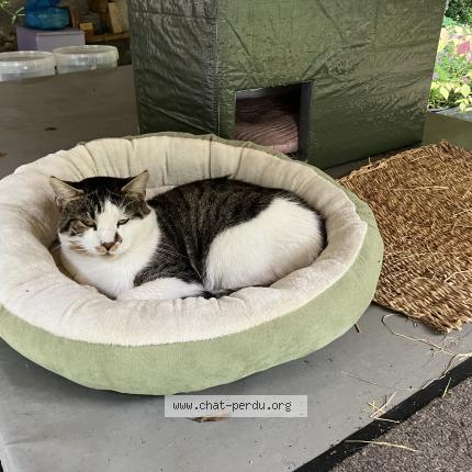 Photo 1/1 Found cat Found in Belfort