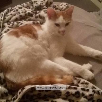 Photo 1/1 Apollon Chat lost in Mons