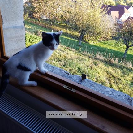 Photo 1/1 Kazou Chat lost in Marigna sur valouse