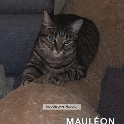Photo 1/1 Nala Chat lost in Moulins