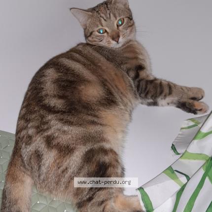 Photo 1/1 Tiphanie Chat lost in Montbartier