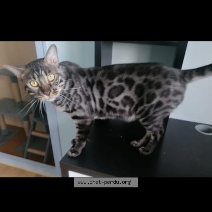 Photo 1/1 Simba Chat lost in Cadillac sur garonne