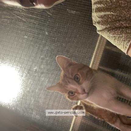 Photo 1/1 Found cat Found in Jacarilla