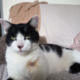 Picture of cat found at Bergerac