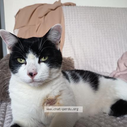 Photo 1/1 Found cat Found in Bergerac