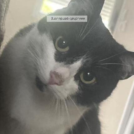 Photo 1/1 Rustine Chat lost in Ambares et lagrave