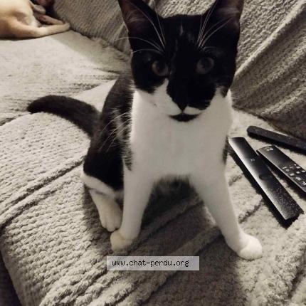 Photo 1/1 Tornade Chat lost in Verruyes