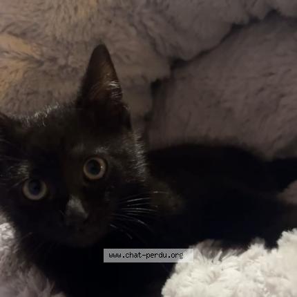 Photo 1/1 Chichi Chat lost in Charleroi