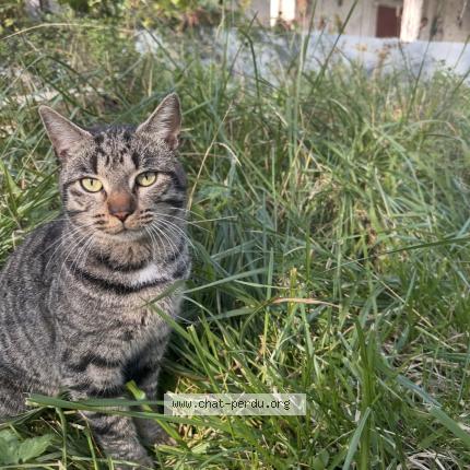 Photo 1/1 Gus Chat lost in Le houga