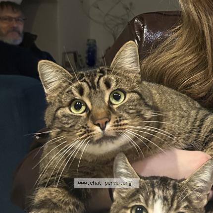 Photo 1/1 Gin Chat lost in Marigny