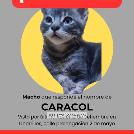 Photo 1/1 Caracol Chat lost in Chorrillos