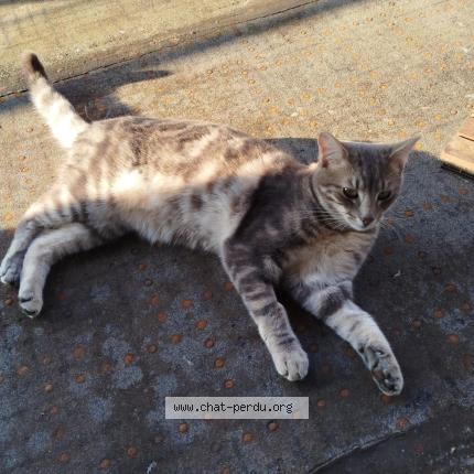 Photo 1/1 Voltaire Chat lost in Sierck les bains