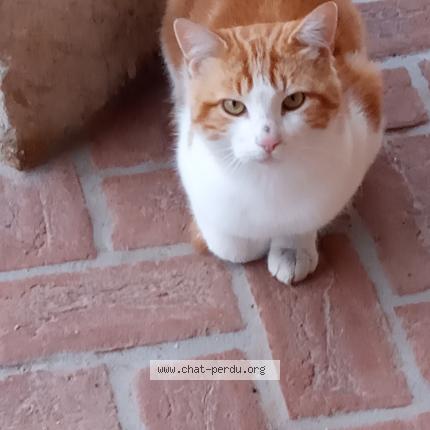 Photo 1/1 Found cat Found in Versailleux