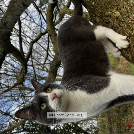 Photo 1/1 Oscar Chat lost in Tressignaux