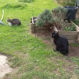 Picture of cat lost at Brest