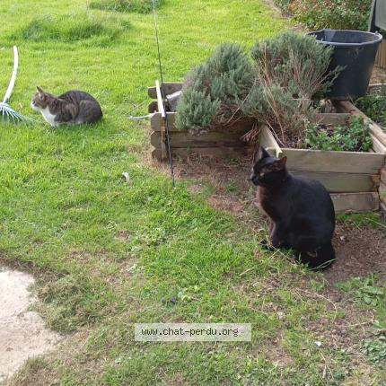 Photo 1/1 Nino Chat lost in Brest